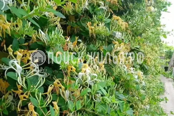 «Ирена» «Ирена»