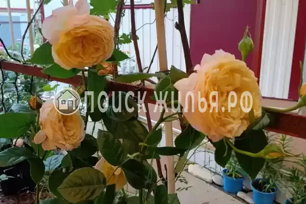 «Сердце гор»