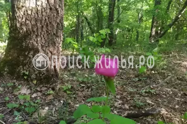 Апартаменты «Скала Парус» Апартаменты «Скала Парус»