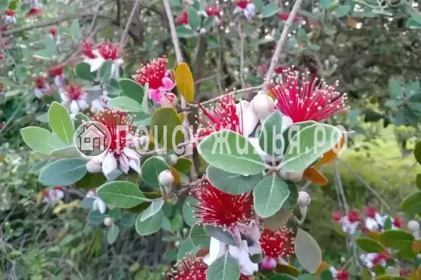 Частный сектор «Дом у моря»