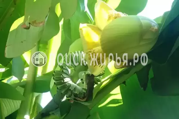 Частный сектор «Дача у моря» Частный сектор «Дача у моря»