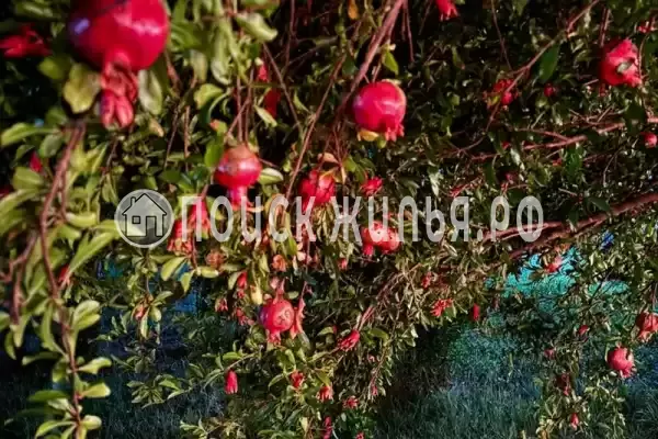 Дом под ключ «Friends»