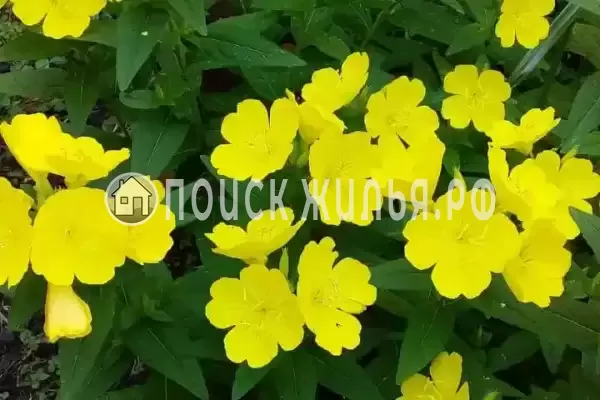 Дом под ключ «Вишня»