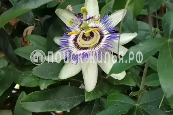 Дом под ключ «Около моря»