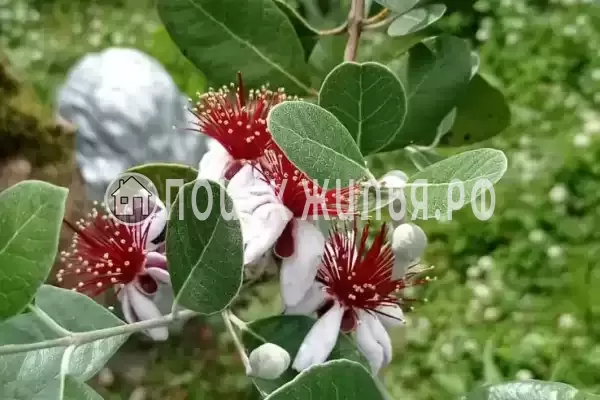 Дом под ключ «Дом под ключ»