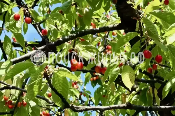 Частный сектор «Коттедж Калиновка»