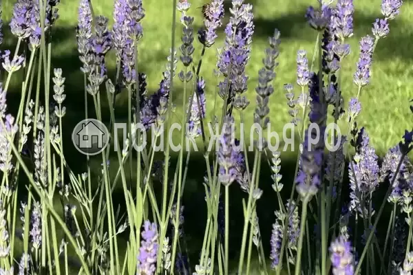 Частный сектор «Дача у моря с выходом на дикий пляж»