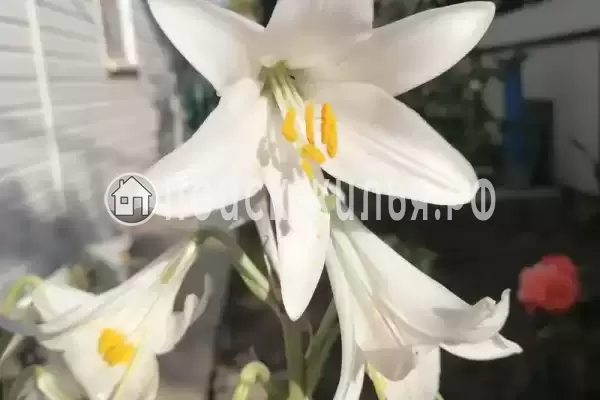 Дом под ключ «На Приморской»