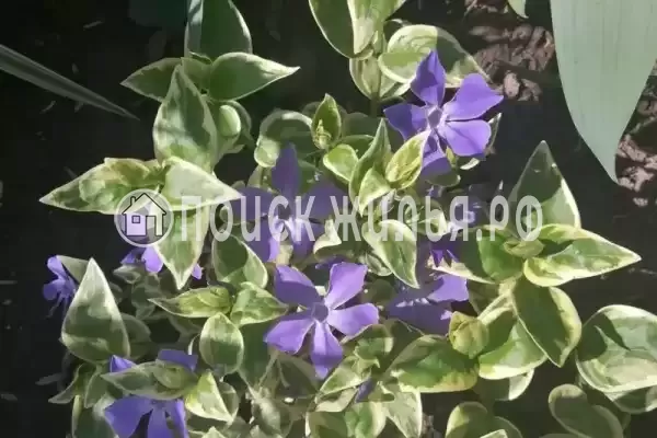 Дом под ключ «На Приморской»