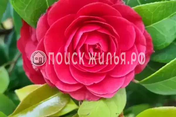 Квартира «Каравелла Португалии»