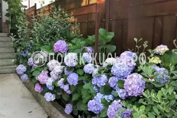 Апартаменты «Как дома»